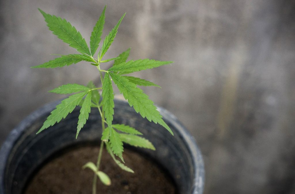 Growing Cannabis for THC